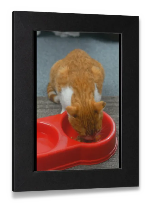 Impression encadrée : Le chat mange de la nourriture.