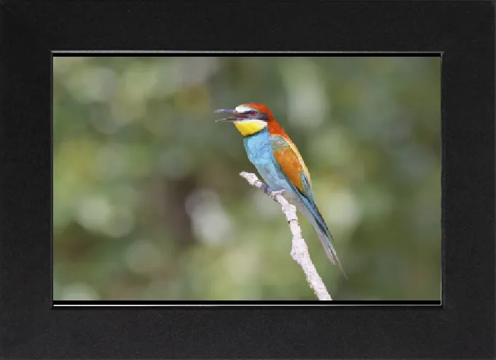Impression encadrée : Le guêpier d'Europe (Merops apiaster) assis sur une branche. Impression encadrée : Le guêpier d'Europe (Merops apiaster) assis sur une branche.