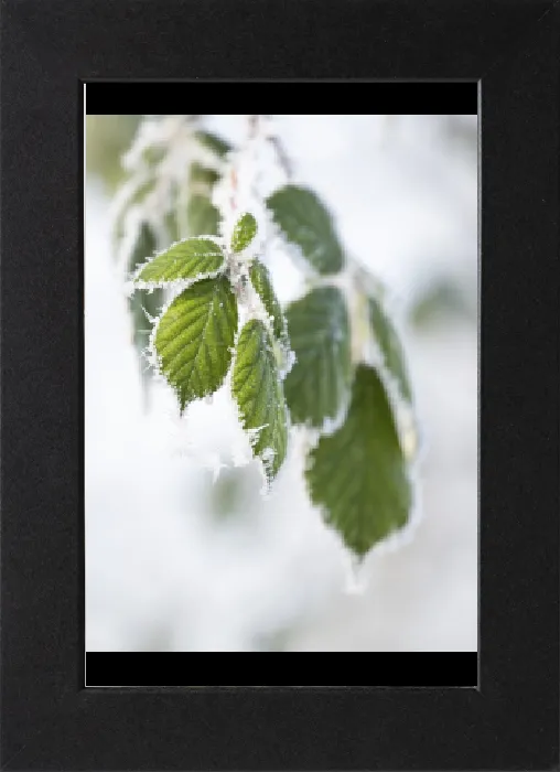 Impression encadrée : Mûrier (Rubus sectio Rubus)
