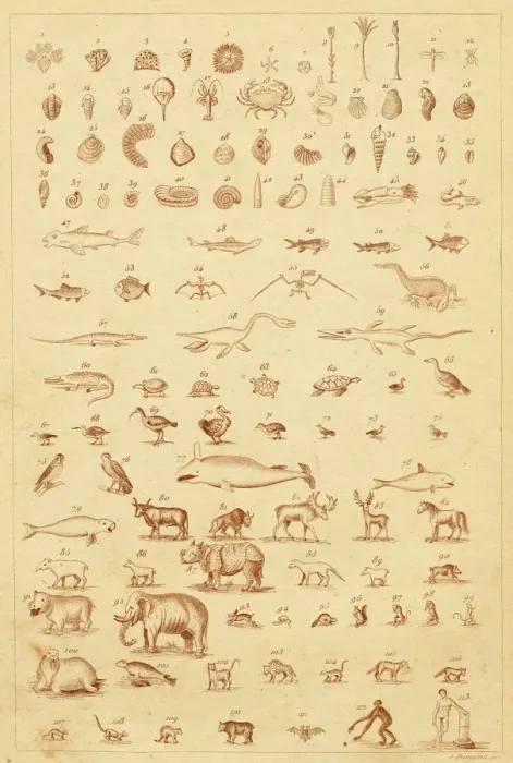 Impression encadrée : Évolution dans les fossiles Impression encadrée : Évolution dans les fossiles