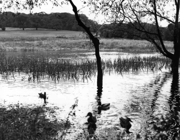 Impression encadrée : Les étangs de Highgate