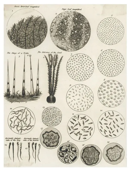 Impression encadrée : Objets microscopiques