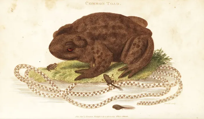 Impression encadrée : La grenouille, Bufo bufo. Impression encadrée : La grenouille, Bufo bufo.
