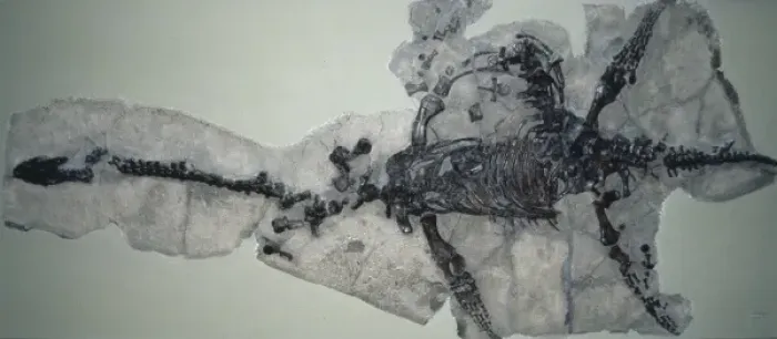 Impression encadrée : squelette de Plesiosaurus dolichodeirus