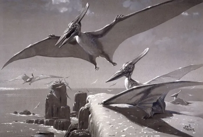 Impression encadrée : Pteranodon Impression encadrée : Pteranodon