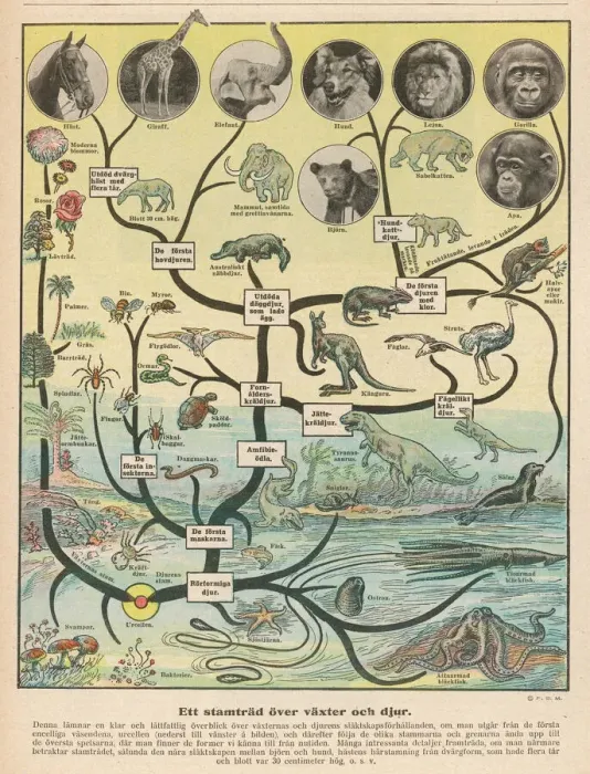 Impression encadrée : La science l'évolution