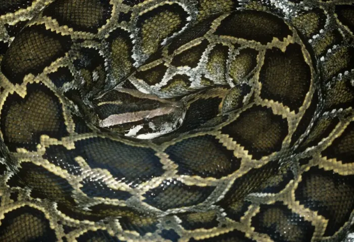 Impression encadrée : Le Python de roche africain - enroulé. Impression encadrée : Le Python de roche africain - enroulé.