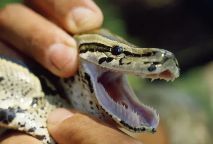 Impression encadrée : Python de roche africain - montrant les dents. Impression encadrée : Python de roche africain - montrant les dents.
