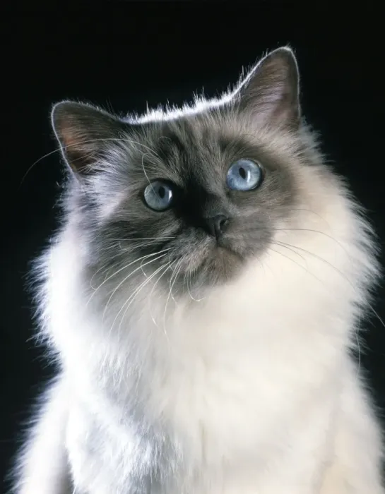 Impression encadrée : Chat Birman Impression encadrée : Chat Birman