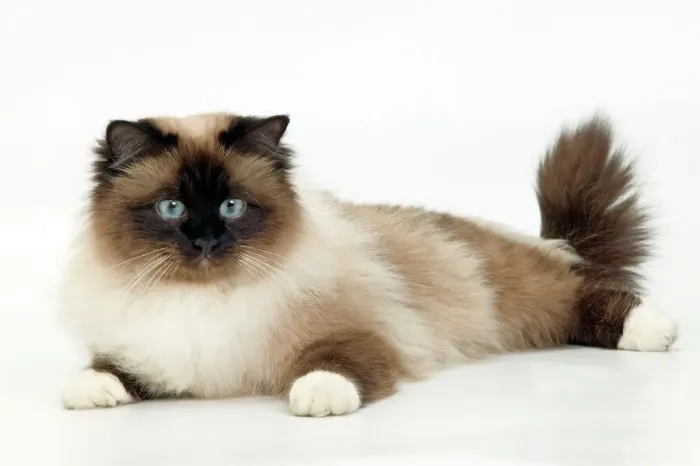 Impression encadrée : Chat - Birman Impression encadrée : Chat - Birman