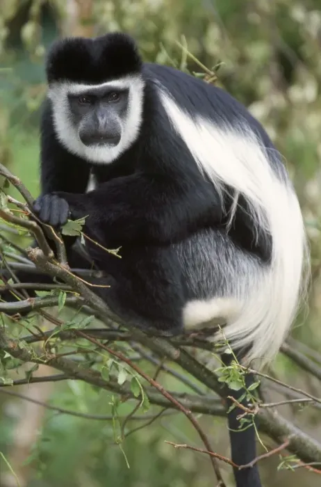 Impression encadrée : Singe Colobe