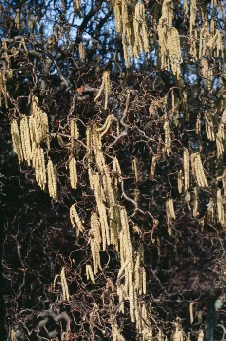 Impression encadrée : Corkscrew Hazel
