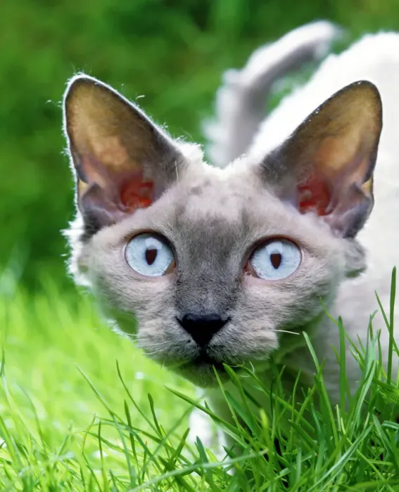 Impression encadrée : Chat Devon Rex dans l'herbe. Impression encadrée : Chat Devon Rex dans l'herbe.