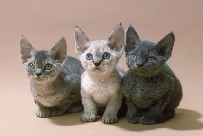 Impression encadrée : Chat Devon Rex - trois chatons. Impression encadrée : Chat Devon Rex - trois chatons.