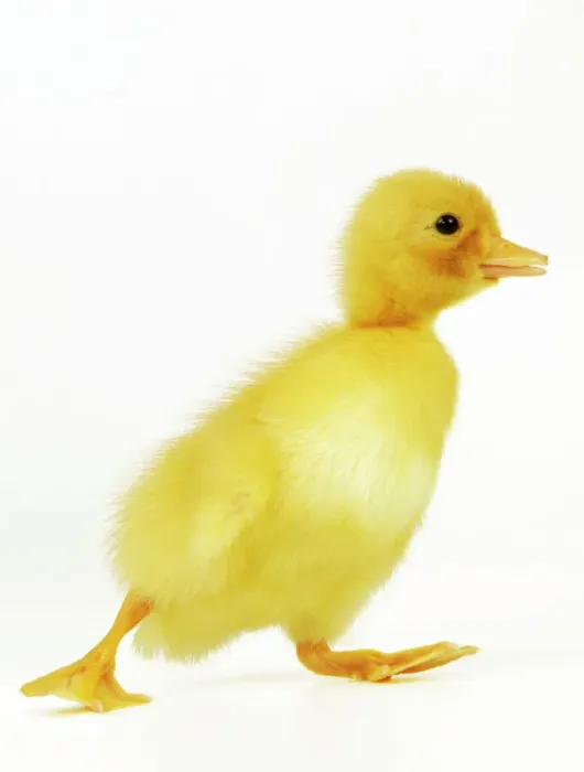 Impression encadrée : Duckling. LA-977-m CANARD Canardon Jean-Michel La Bat Avertissement Impression encadrée : Duckling. LA-977-m CANARD Canardon Jean-Michel La Bat Avertissement