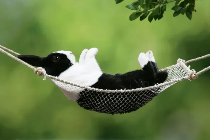 Impression encadrée : Lapin dans un hamac.