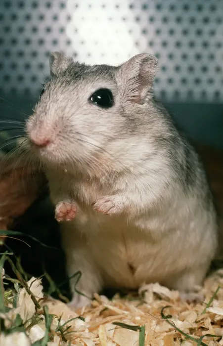 Impression encadrée : Gerbil. PM-8646 GERBIL Pat Morris Veuillez noter que les impressions sont