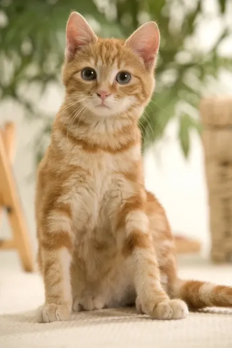 Impression encadrée : Chat de gingembre