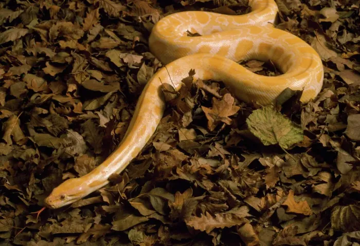 Impression encadrée : Python birman serpent d'or - albinos. Impression encadrée : Python birman serpent d'or - albinos.