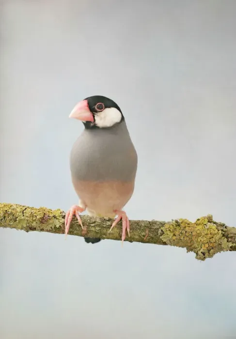 Impression encadrée : Le Moineau de Java - vue avant, captif, sauvage en Java, Bali et introduit dans les tropiques Bedfordshire UK