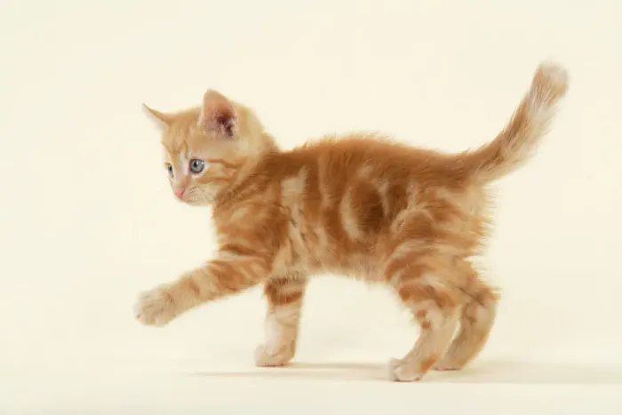 Impression encadrée : CHATON. ( gingembre )
