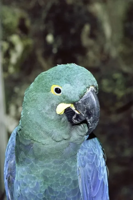 Impression encadrée : Lear's Macaw