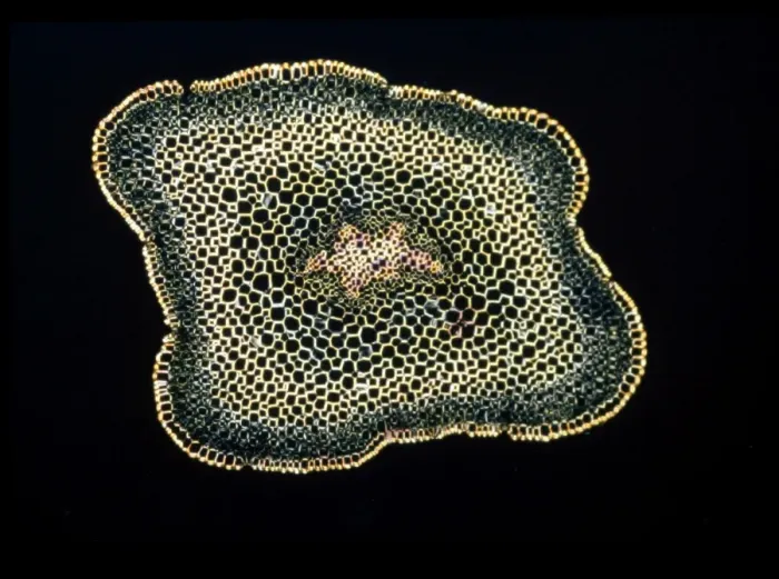 Impression encadrée : Microscope à lumière : Section transversale d'un tige de Fougère épaisse (Psilotum nudum) ; Éclairage magnifié au microscope x18, sur une feuille imprimée de 10,5 cm de largeur