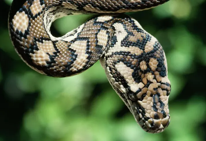 Impression encadrée : Python de tapis.