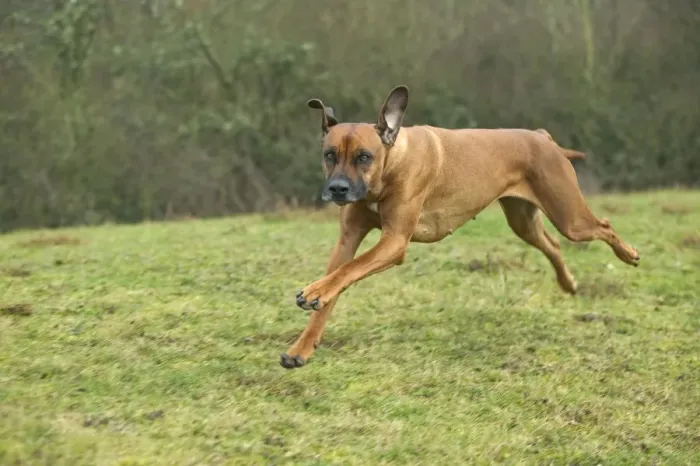 Impression encadrée : Rhodesian Ridgeback - course.