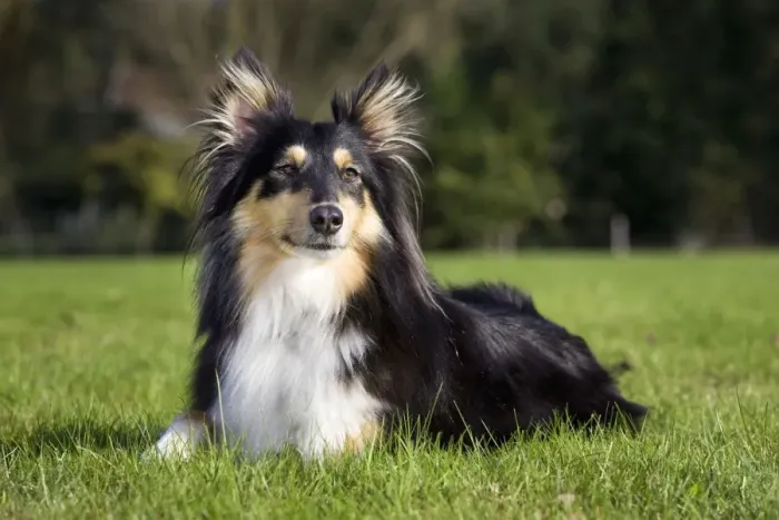 Impression encadrée : Sheltie. ME-2048 Chien - Sheltie Johan De Meester Veuillez noter que les