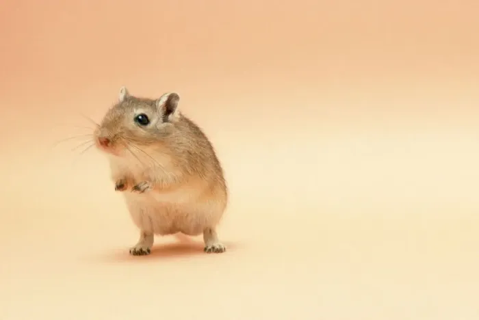 Impression encadrée : Gerbil. JD-5683 GERBIL - Debout sur les pattes arrière John Daniels Veuillez