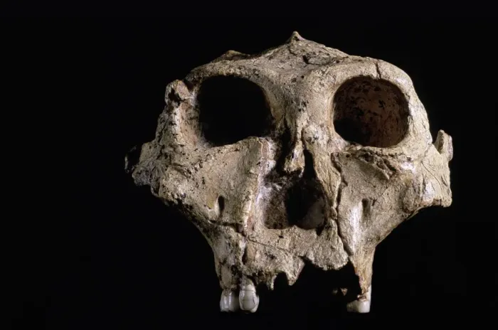 Impression encadrée : Crâne d'Australopithecus robustus Impression encadrée : Crâne d'Australopithecus robustus