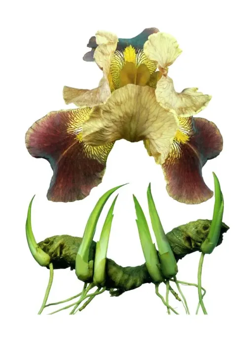 Impression encadrée : Iris à barbe Impression encadrée : Iris à barbe