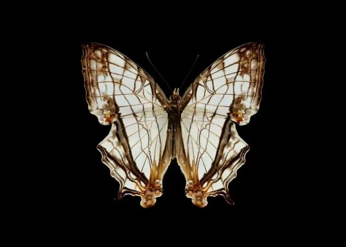 Impression encadrée : Papillon de carte commune Impression encadrée : Papillon de carte commune