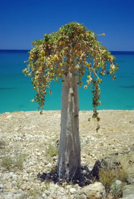 Impression encadrée : Arbre de concombre Impression encadrée : Arbre de concombre