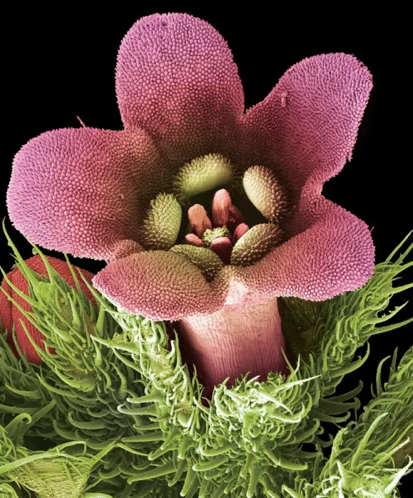 Impression encadrée : Fleur, SEM
