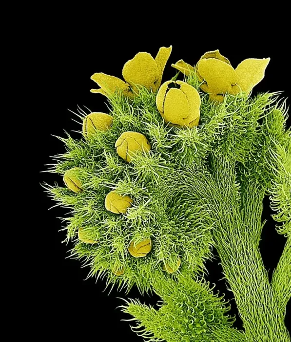 Impression encadrée : Les fleurs, SEM Impression encadrée : Les fleurs, SEM