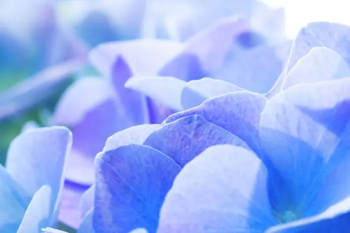 Impression encadrée : H hydrangée ( Hydrangea macrophylla ) Impression encadrée : H hydrangée ( Hydrangea macrophylla )