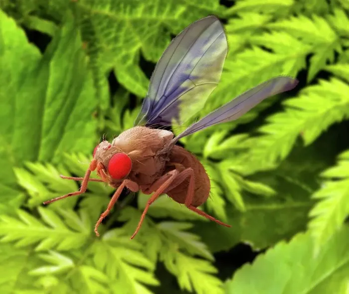 Impression encadrée : Mouche de fruit, SEM