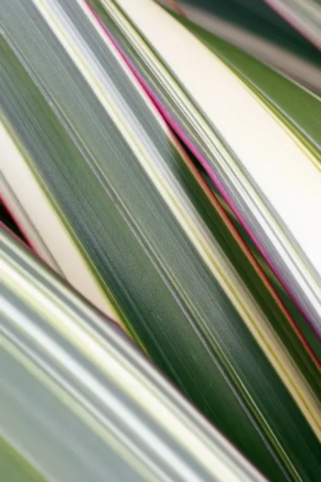 Impression encadrée : Feuilles de Phormium Impression encadrée : Feuilles de Phormium