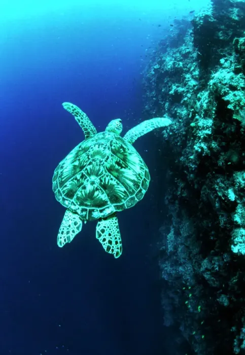 Impression encadrée : Tortue verte Impression encadrée : Tortue verte