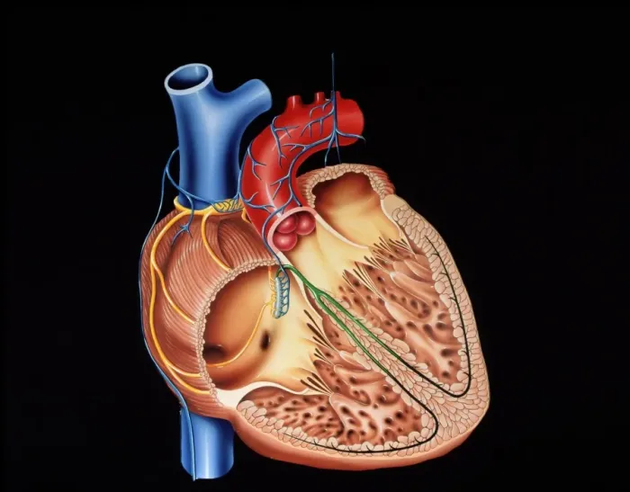 Impression encadrée : Structure cardiaque Impression encadrée : Structure cardiaque