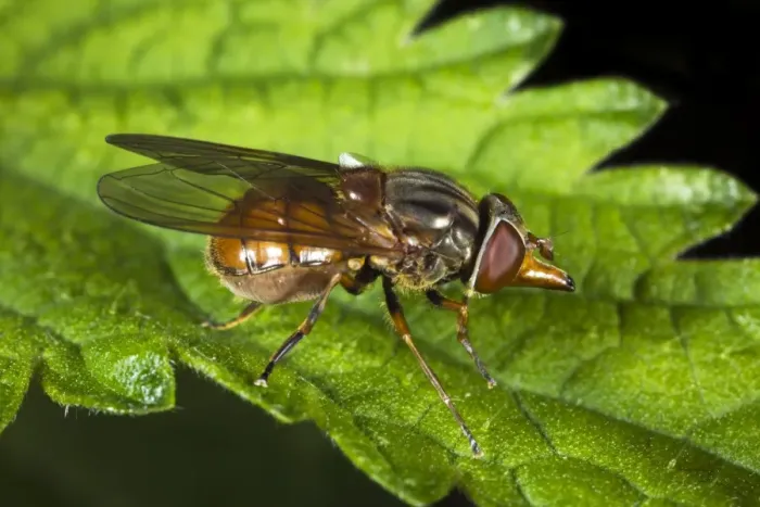 Impression encadrée : Hoverfly. Moucherolle (Rhingia campestris) sur une feuille