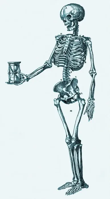 Impression encadrée : Human skeleton