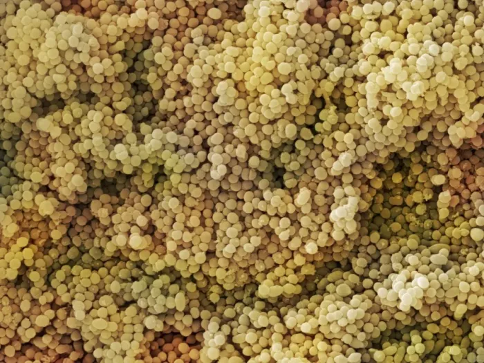 Impression encadrée : Bactéries Lactococcus sp. (SEM) Impression encadrée : Bactéries Lactococcus sp. (SEM)