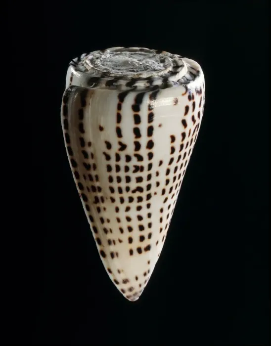 Impression encadrée : Cone de coquille écrite C019 / 1315