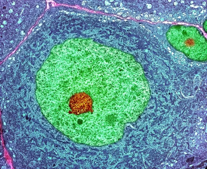 Impression encadrée : Cellule nerveuse, TEM