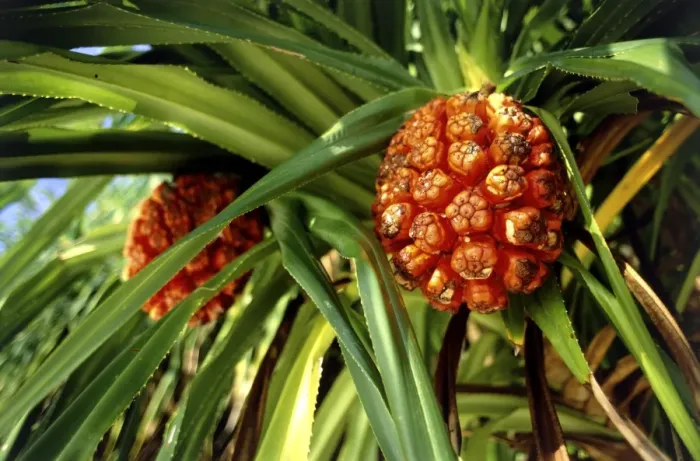 Impression encadrée : Fruit de Pandanus Impression encadrée : Fruit de Pandanus