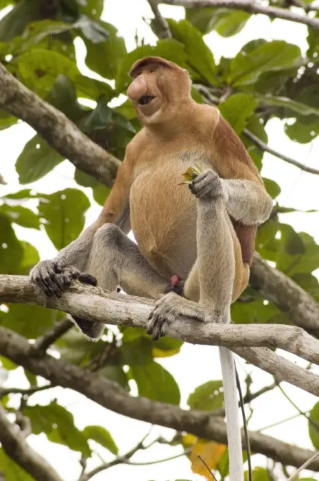Impression encadrée : Singe proboscide. Impression encadrée : Singe proboscide.