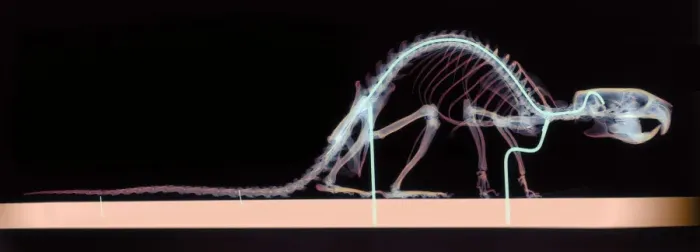 Impression encadrée : Rat skeleton Impression encadrée : Rat skeleton
